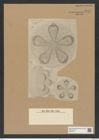 Aulacodiscus petersi var. notabilis Rattr. (de-Toni-Nr.: Genus 182, Species 4544) Zeichnungen Sammlung Grunow Nr. 8149 (NHMW-BOT-W0377510)